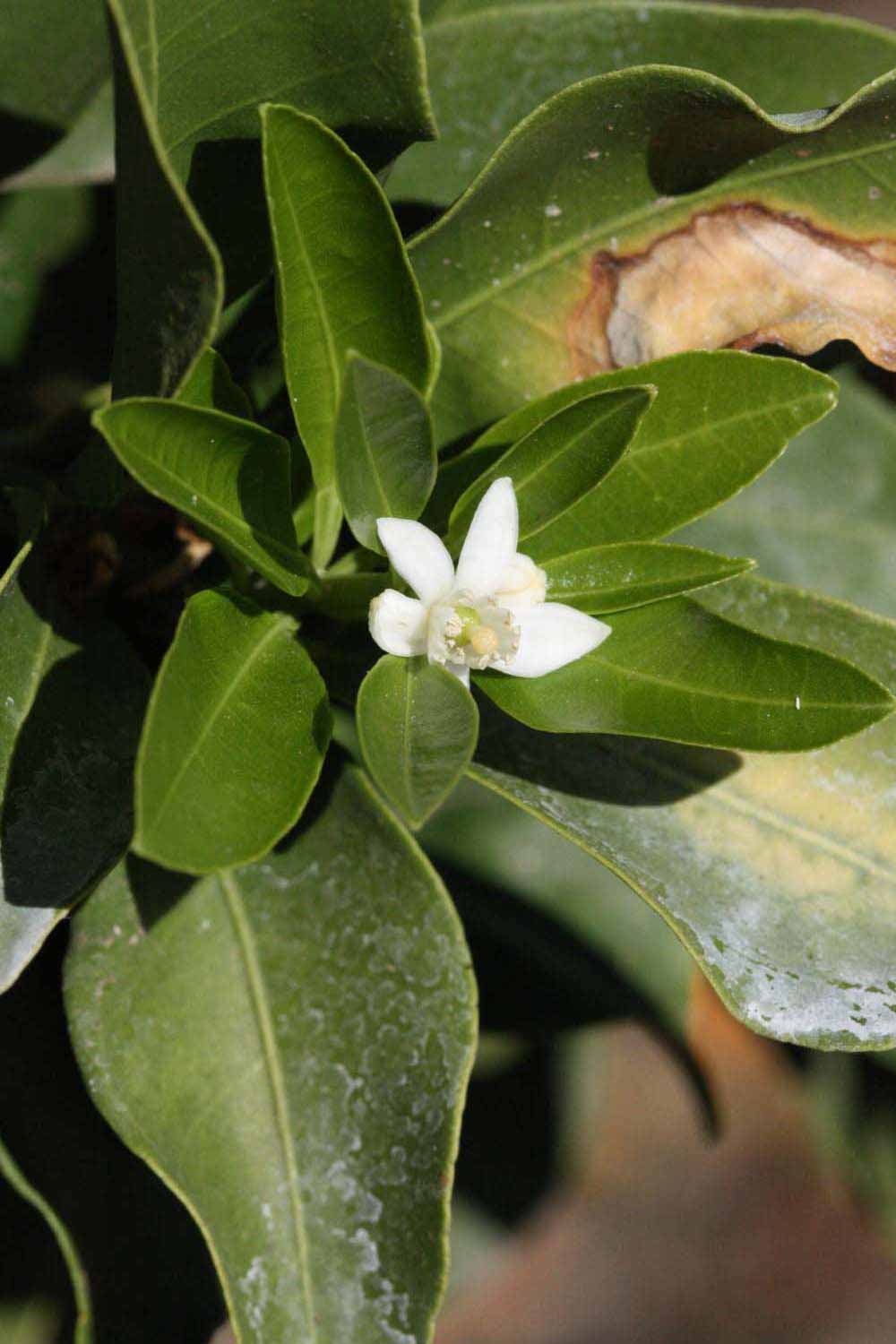              Flower (Winter Haven, FL)       